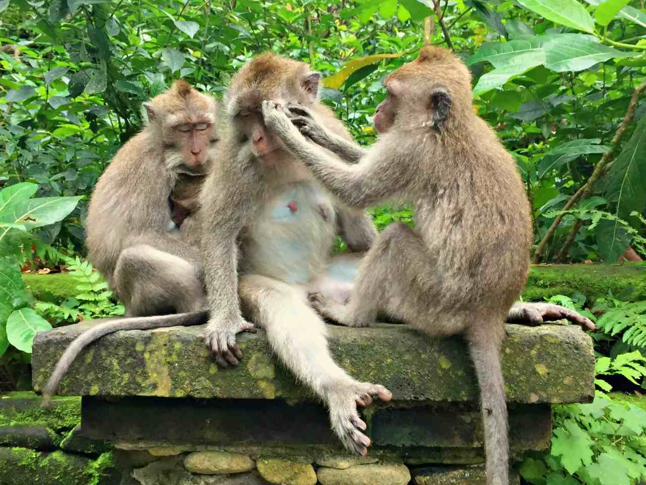 healthy monkeys 