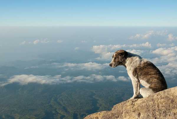 A dog in Mount Agung