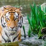 Bali Safari Marine Park