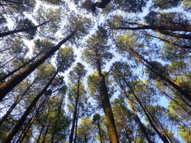 Wisata Hutan Pinus Mangunan Kesejukan Hutan Lindung - IdeTrips