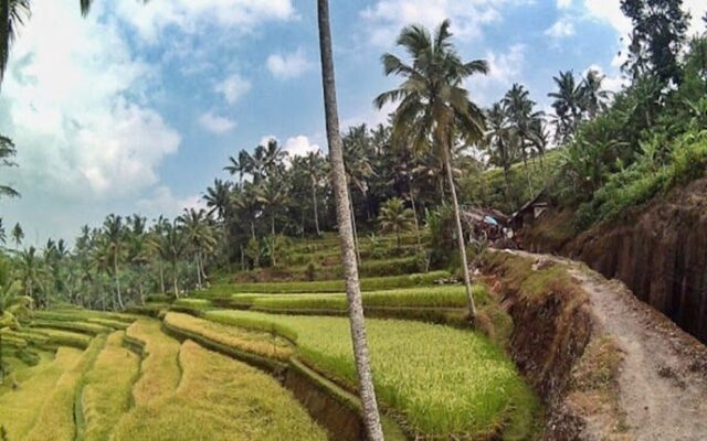 Terrace Paddy View Along The Way Down To Gunung Kawi Temple
