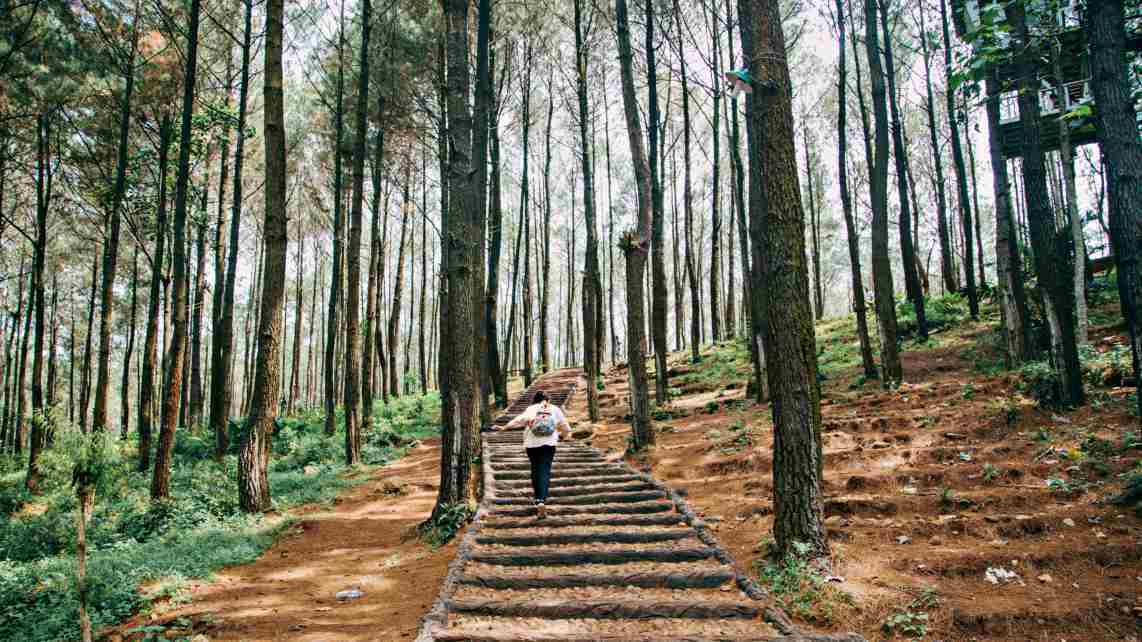 Imogiri Pine Forest Yogyakarta