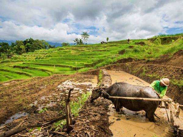 The Plowing Buffalo in Jatiluwih Rice Terrace
