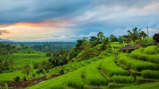 Jatiluwih Rice Terrace Jatiluwih Rice Terrace View