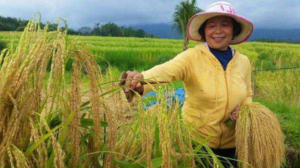 Local Farmer in Jatiluwih Rice Terrace