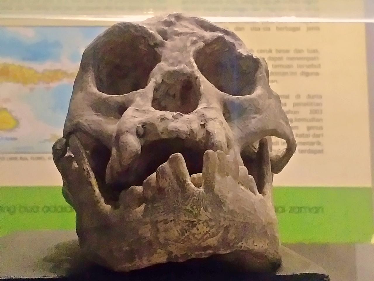 skull of the ancestor