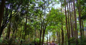 Taman Hutan Raya Juanda