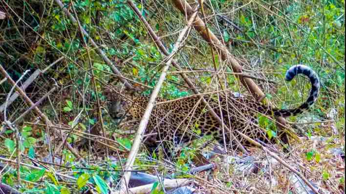 Leopard in Alas Purwo National Park 