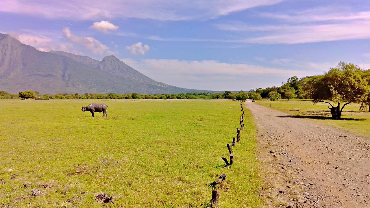 Baluran National Park Savanna 