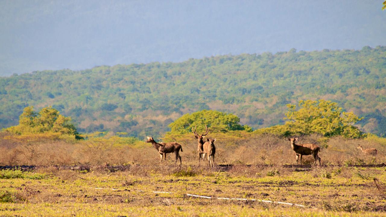 Baluran Javan deer 