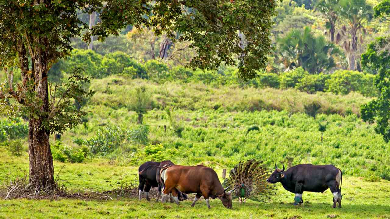 Animals in sadengan alas purwo