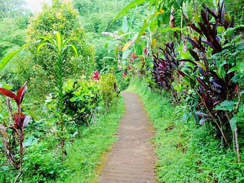 The Alley To Reach The Waterfalls