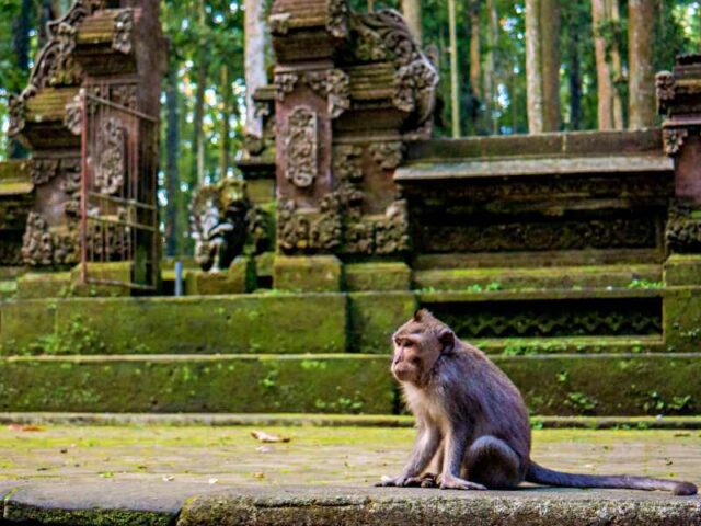 Monkeys in Sangeh Monkey Forest