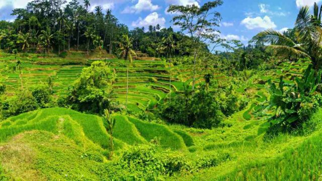 tegalalang landscape