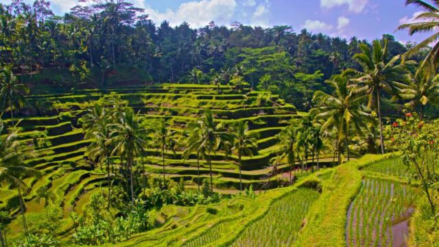 Ubud Local Farming