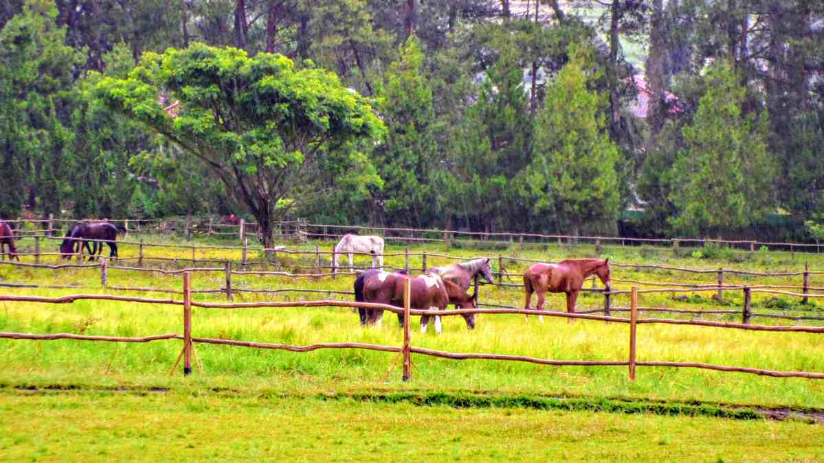 De Ranch Bandung Horse Riding Activities Entrance Fee Idetrips