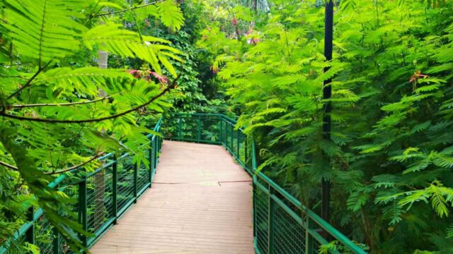 Forest Walk Babakan Siliwangi Bandung