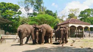 Gembira Loka Zoo Yogyakarta