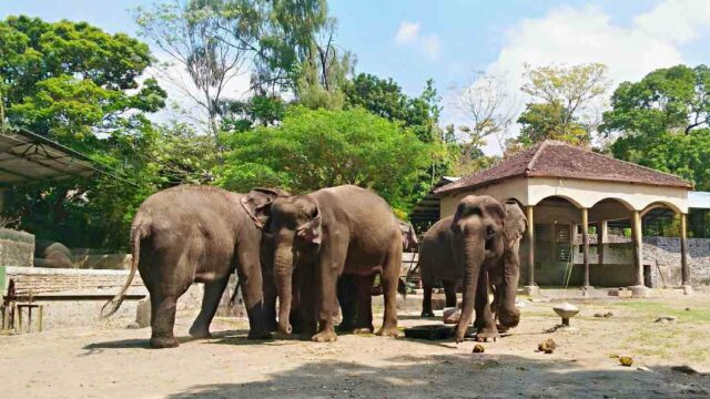 Gembira Loka Zoo Yogyakarta