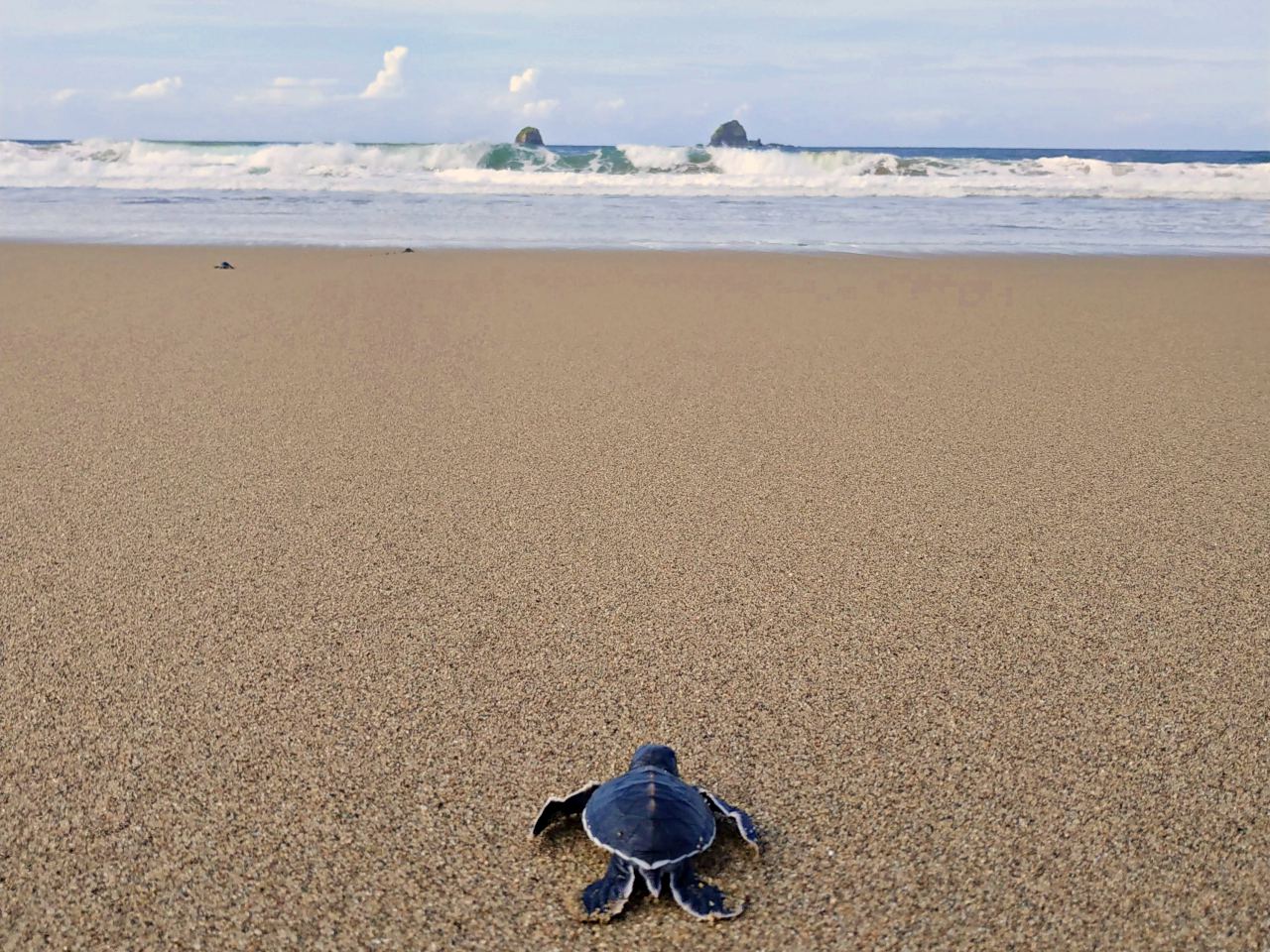 baby turtle meru betiri national park