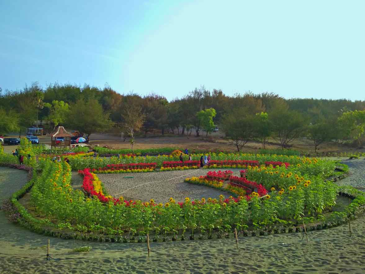 sunflower garden