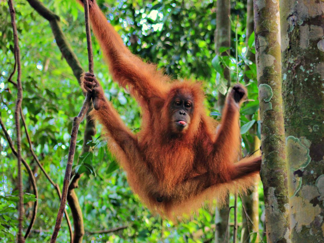 Orang utan sanctuary bukit lawang