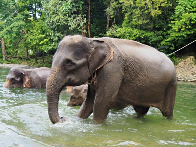 Bukit Lawang