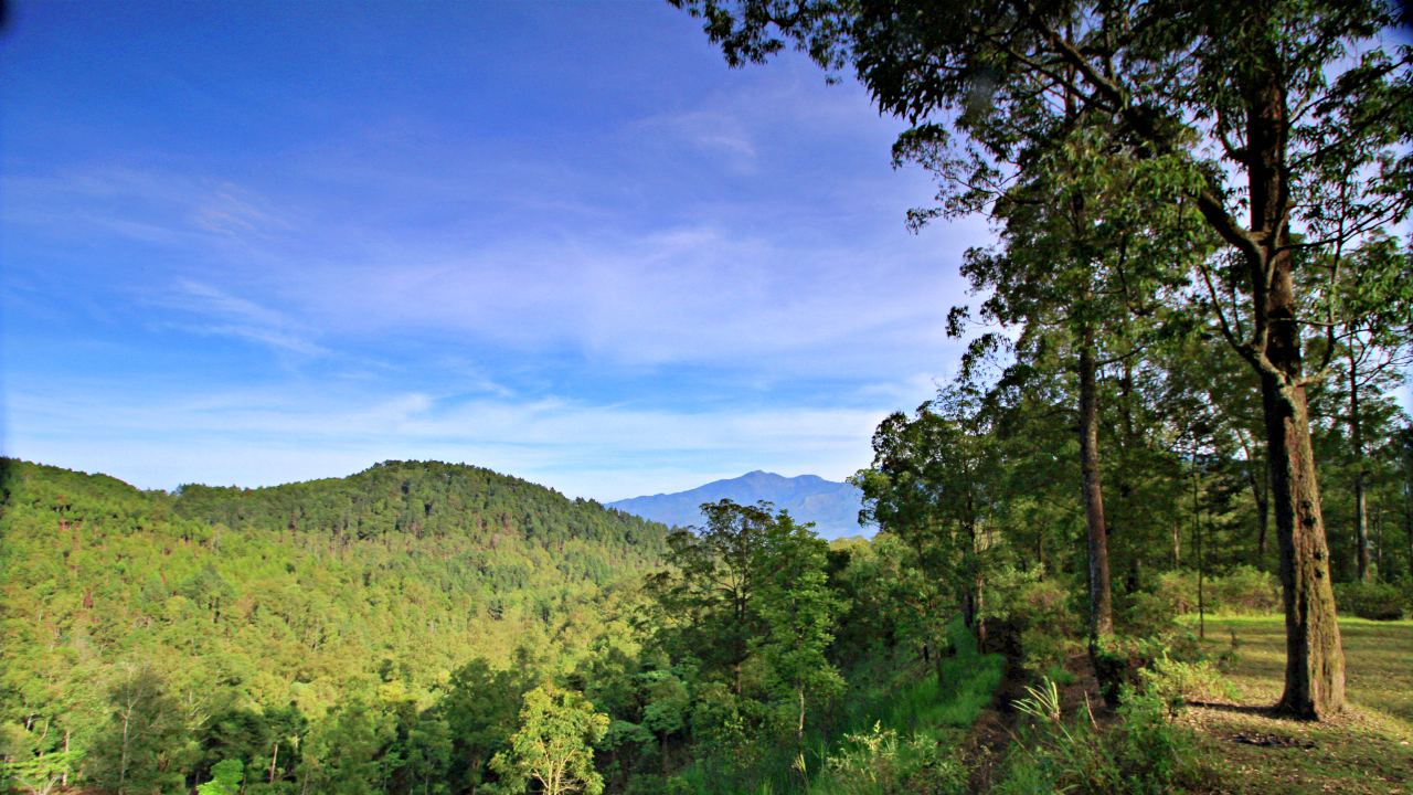 coban rondo forest