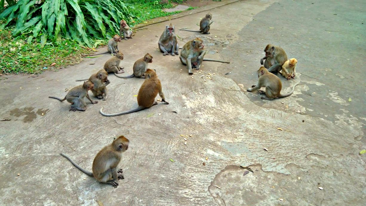 monkeys in coban forest
