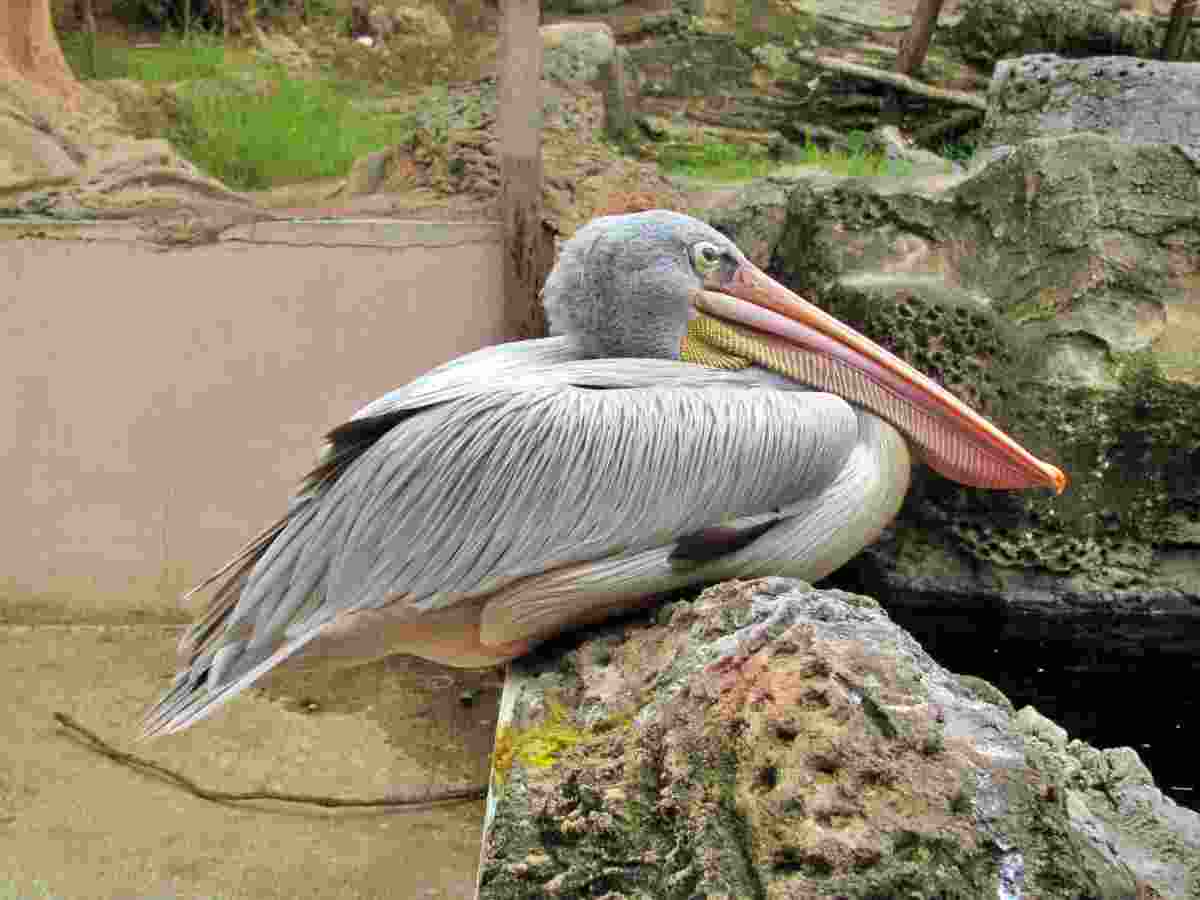 Bird collection Eco Green Park