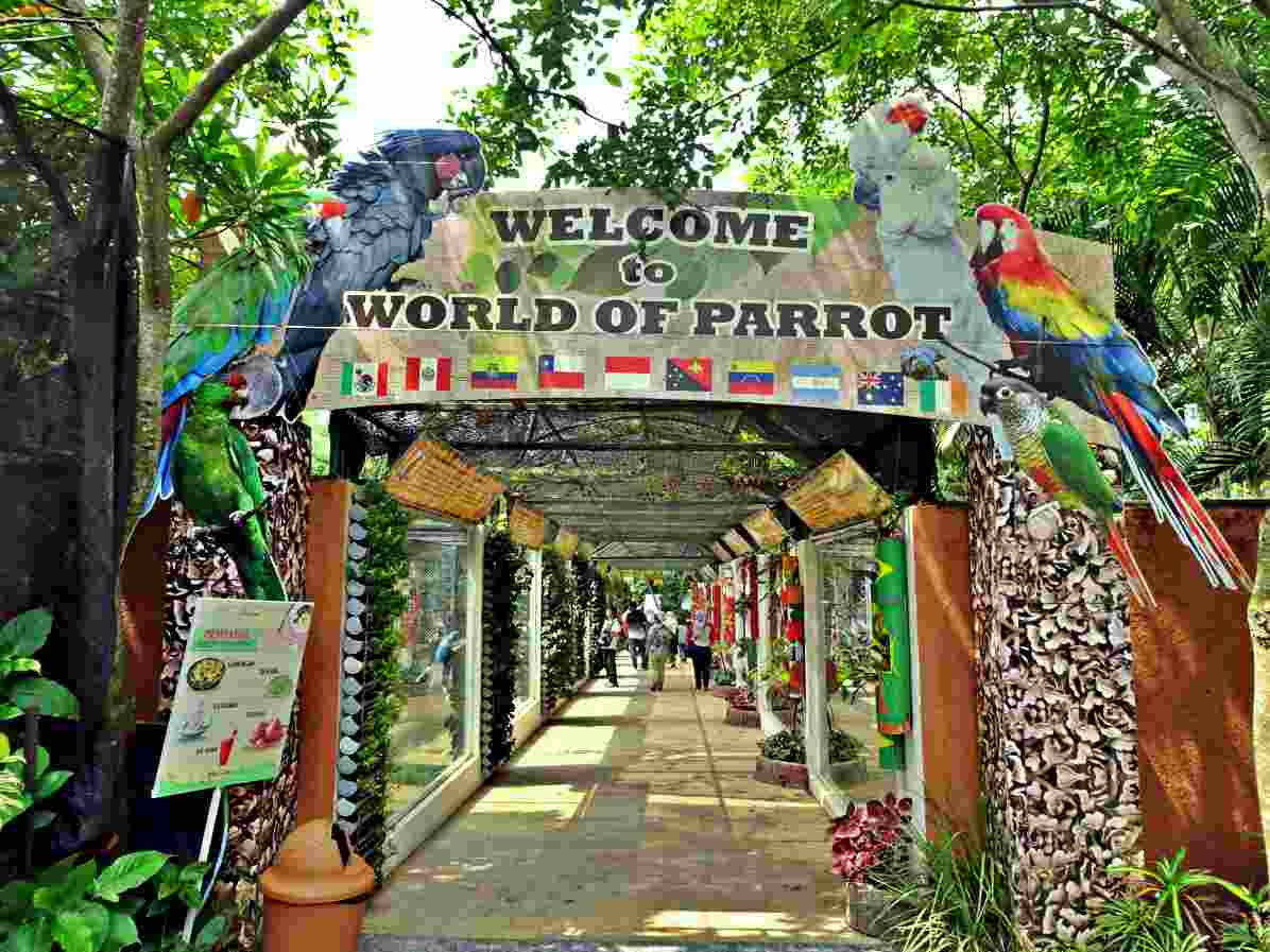 Parrot show