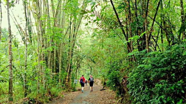 Bamboo forest jogja international heritage walk route