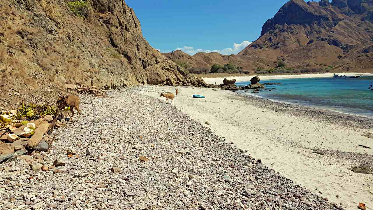 wild deer in the beach 