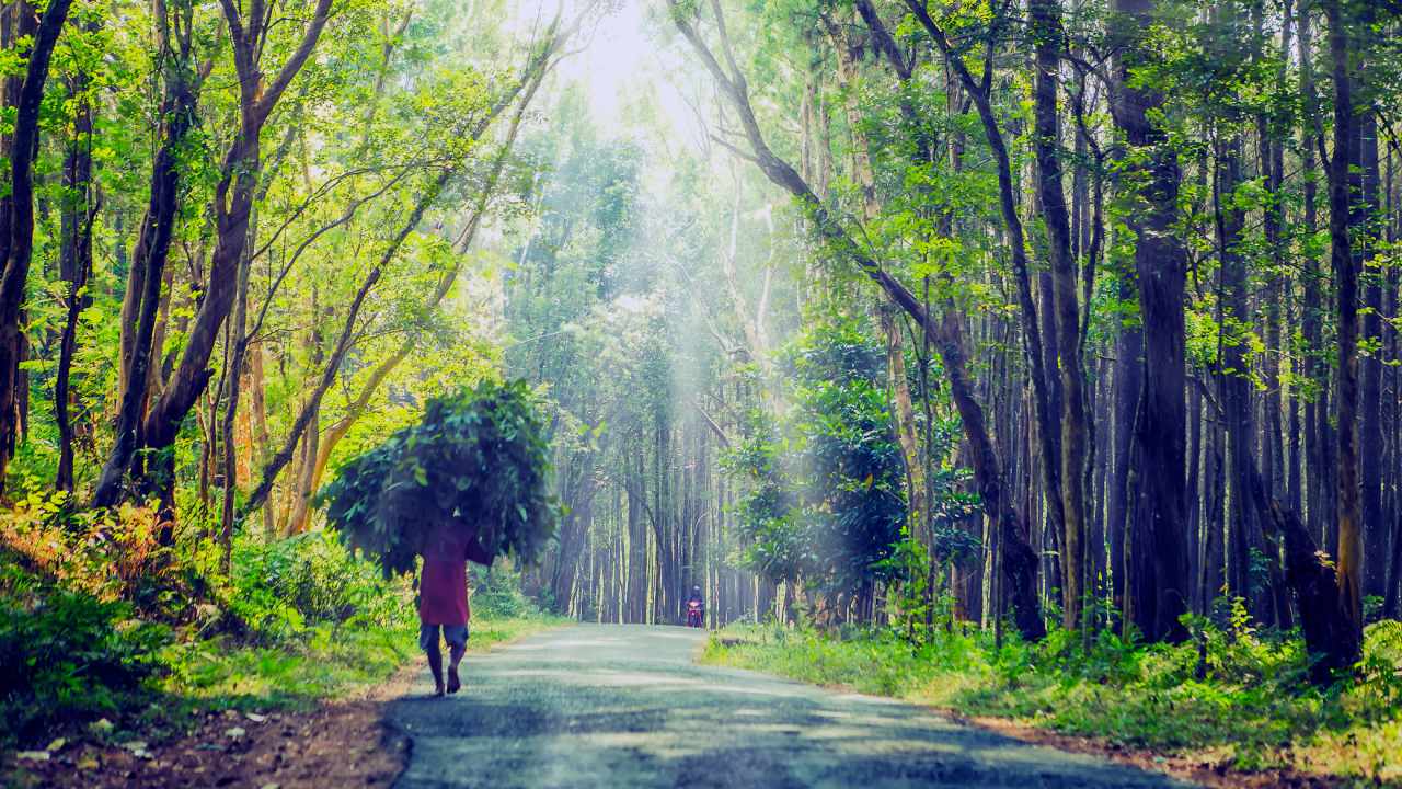 imogiri pine forest dense vegetation 