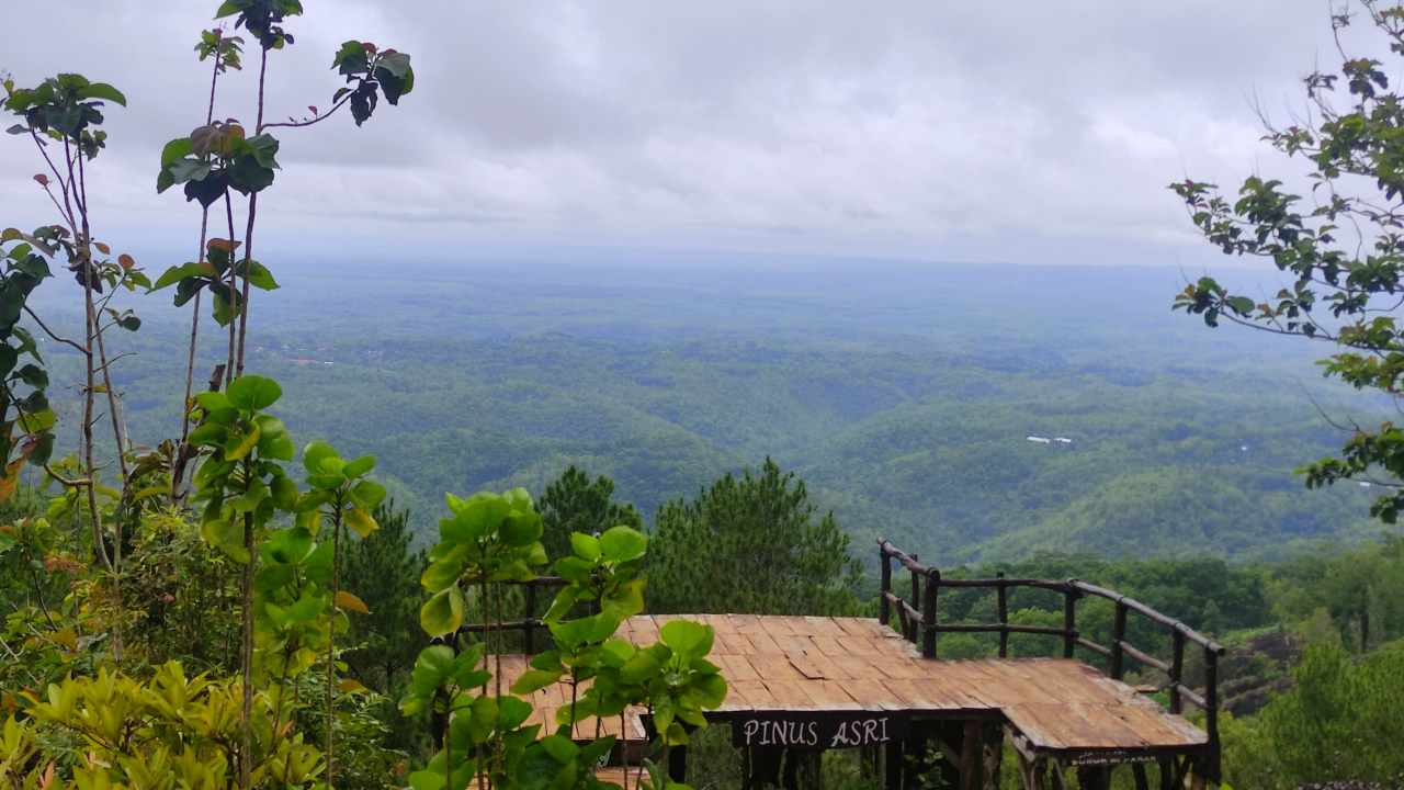 imogiri pine forest panoramic scene 