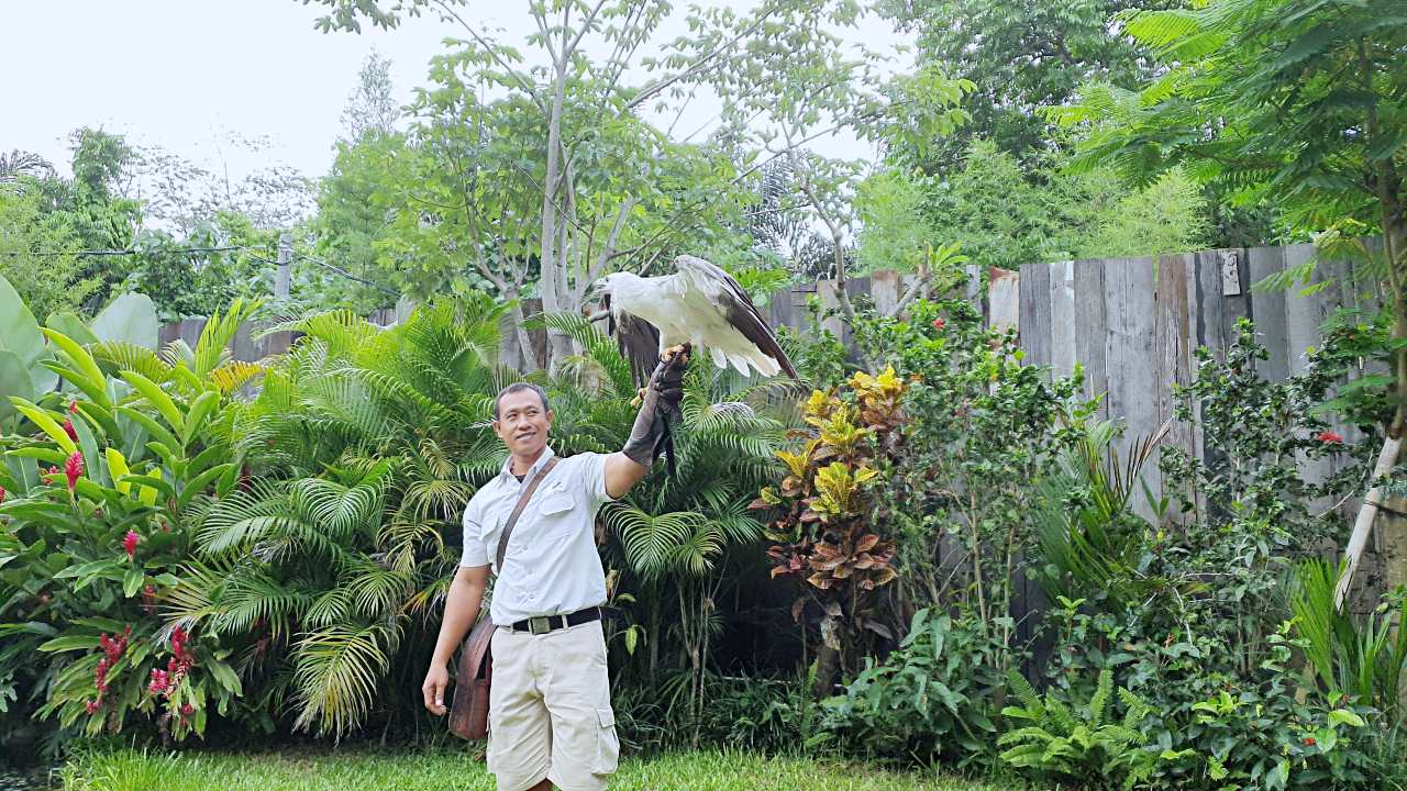 eagle show bali bird park