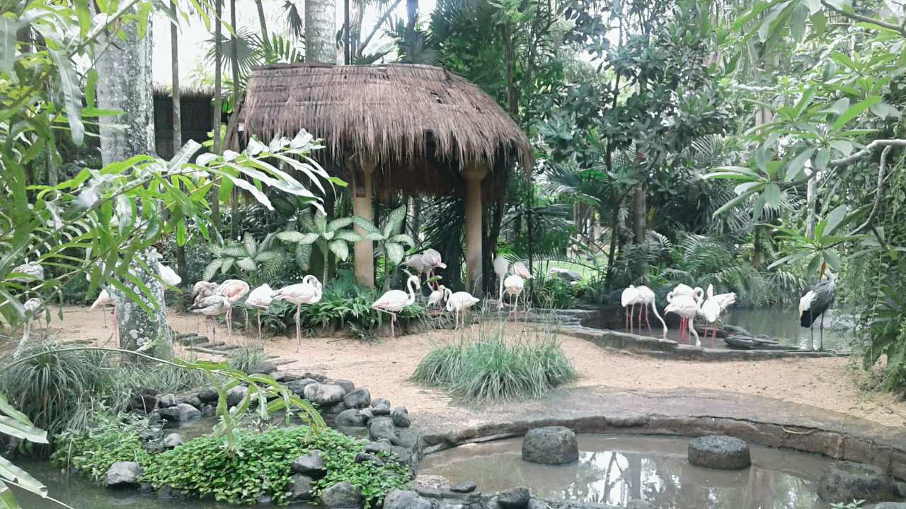 flamingos bird 