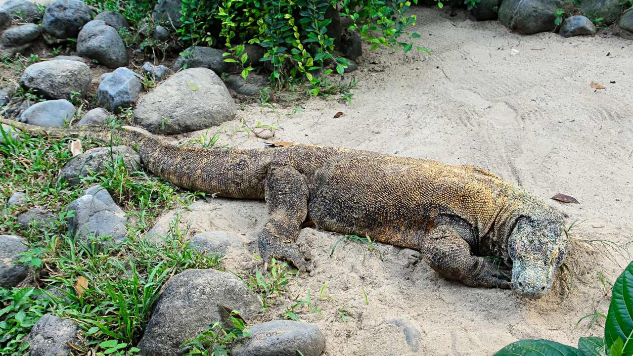 komodo dragon 