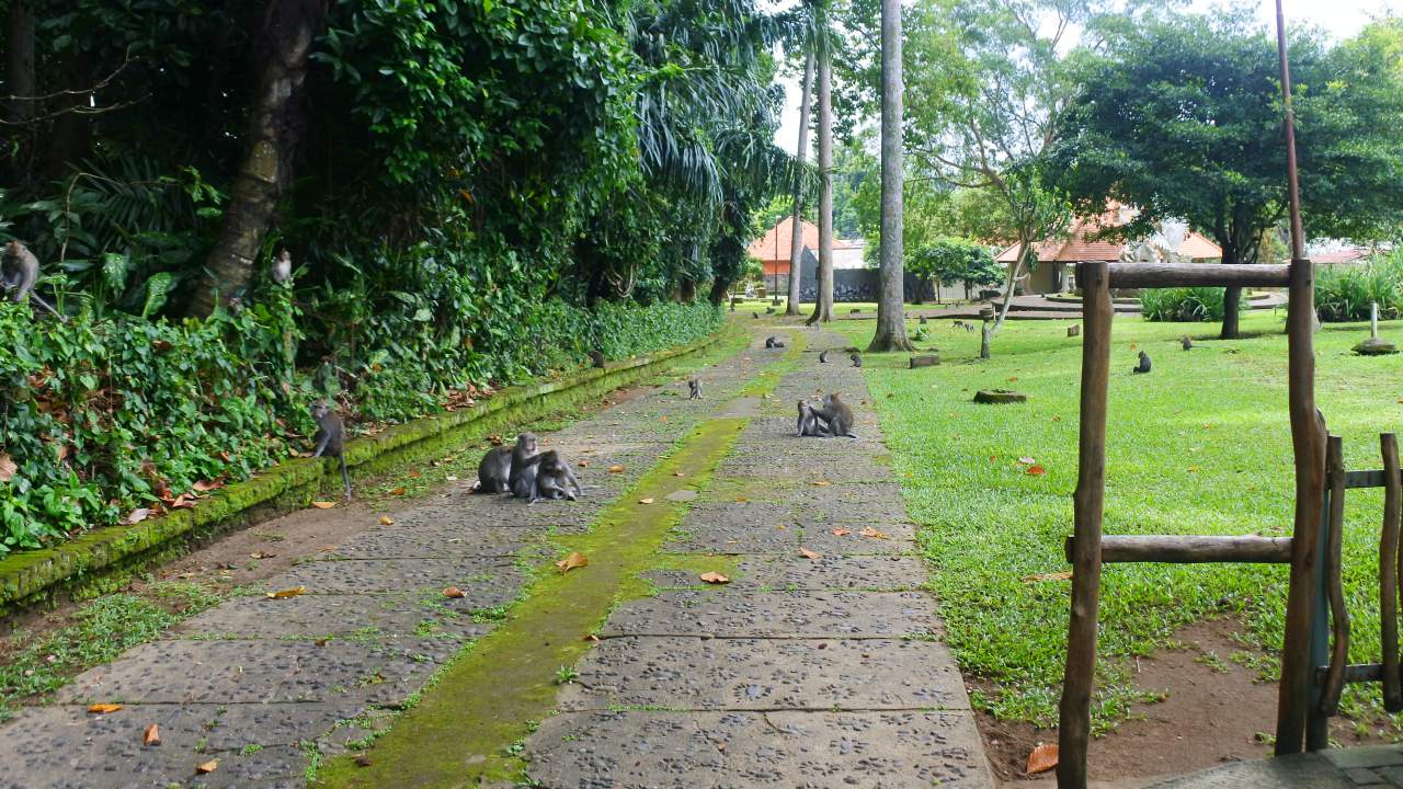monkeys at sangeh