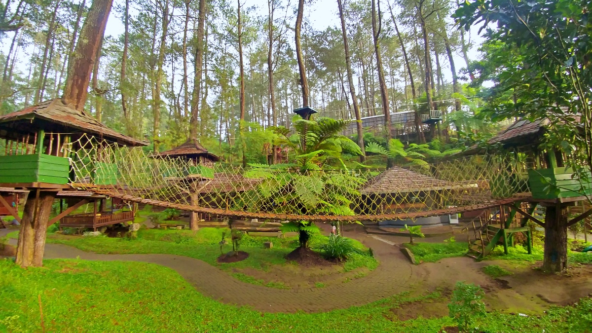 Tree house and bridge 