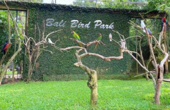 parrots at bali bird park