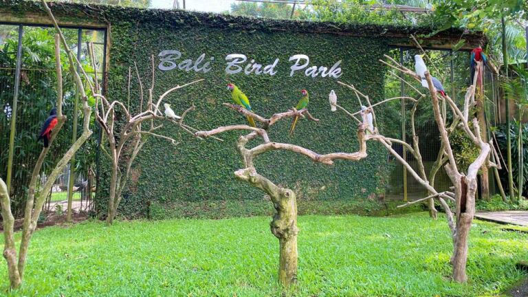 parrots at bali bird park