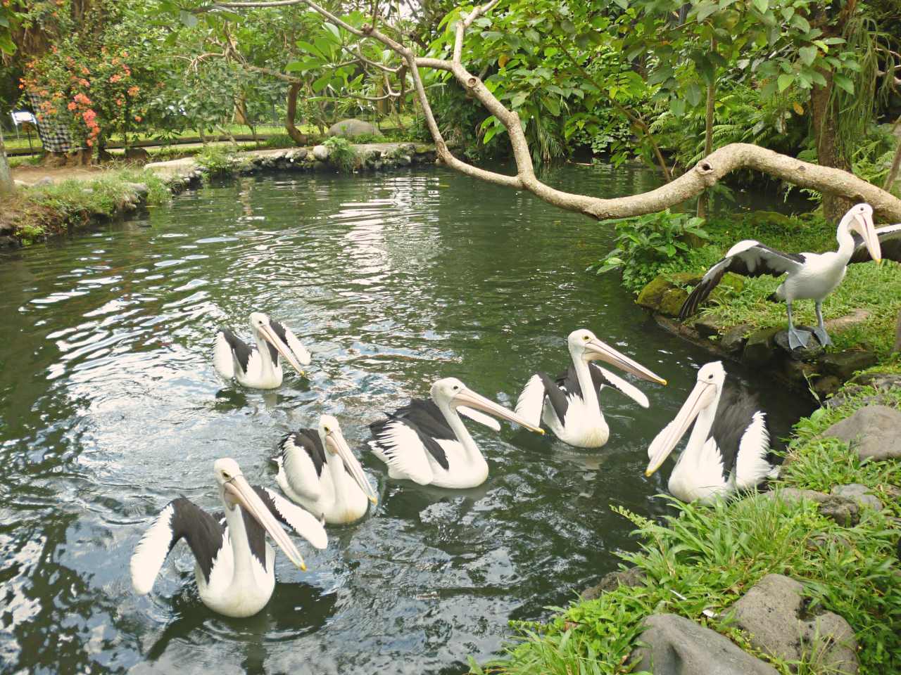 pelican birds