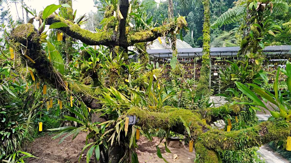 bali botanic garden orchid house 