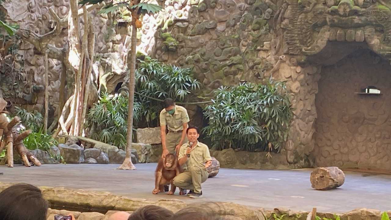 baby orangutan in bali safari marine park show 