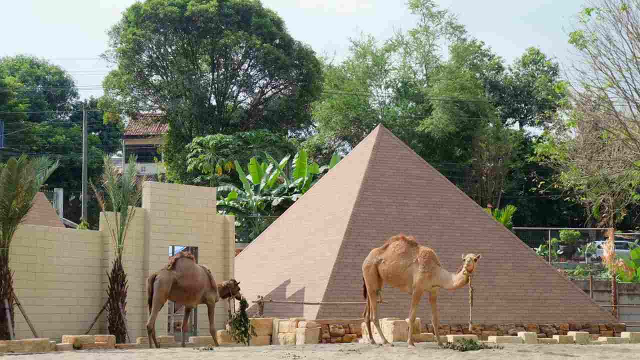 camel riding 