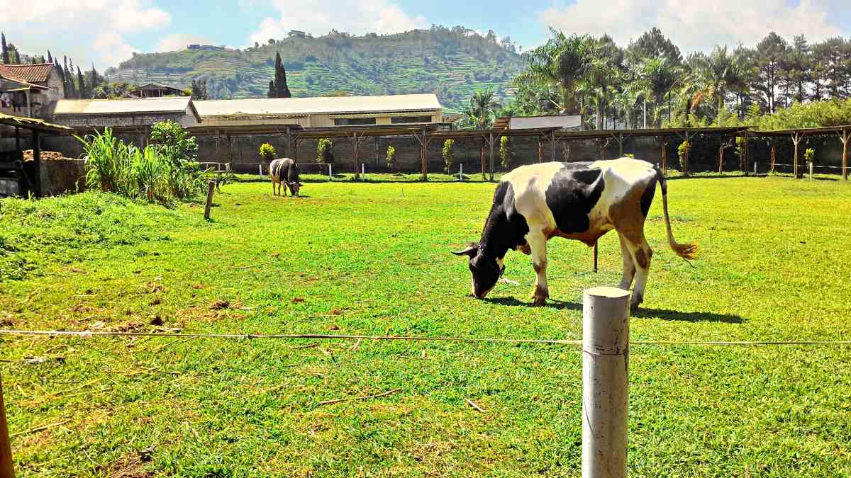 Cows roam freely in De Ranch Lembang