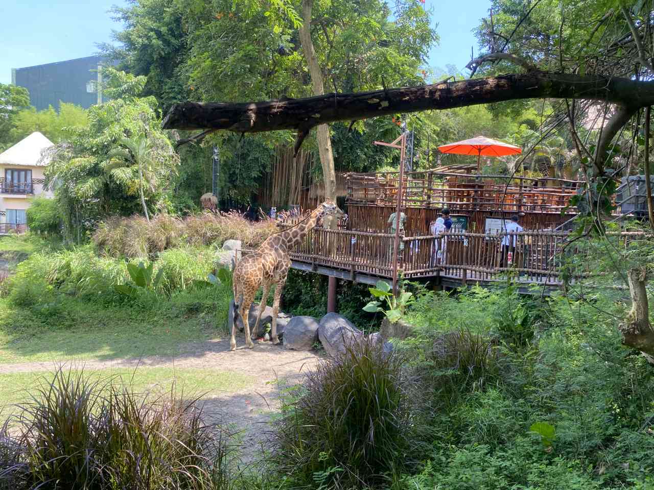 Giraffe zone 