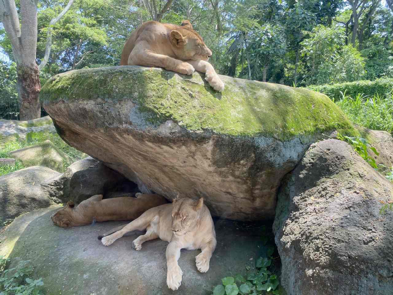 the lion zone at bali safari marine park 