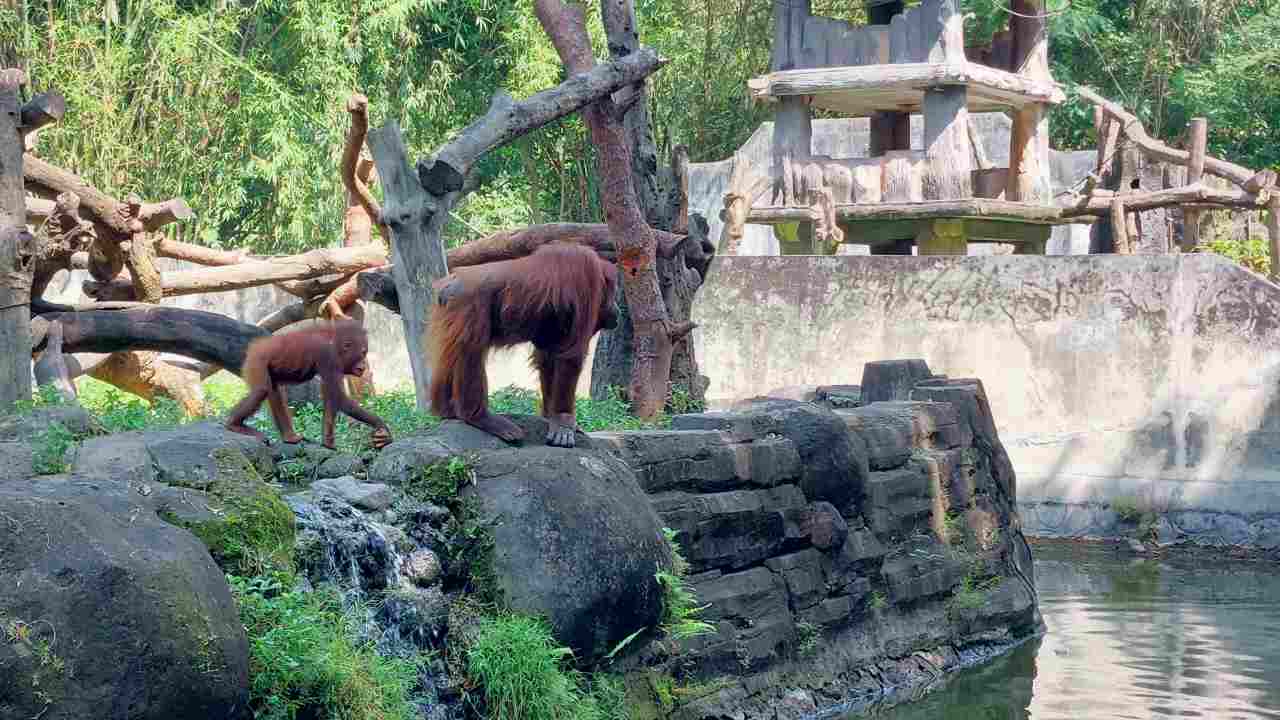 orang utan gembira loka zoo 